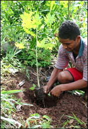 Foto do Blog Plante mais árvores